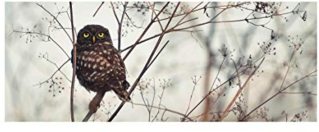 Glasbild Echtglas Wandbild - Eule im Winter - Panorama 20 x 55cm