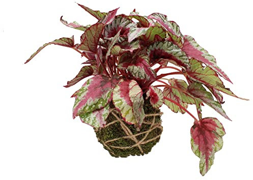 KENTIS - Kokedama Begonia Rex 'Maui Sunset' - Piante Vere da Interno - Pianta Ornamentale da Appartamento - Altezza 25-30 cm