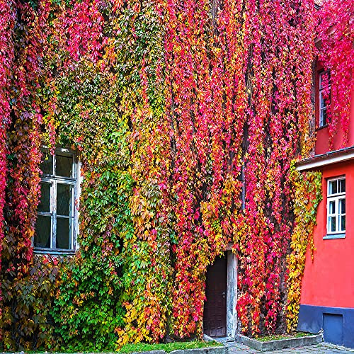150 pezzi Parthenocissus tricuspidata semi Creeper Parthenocissus Quinquefolia - serie di piante rare - mescolare piante rampicanti piante resistenti a crescita giardino bonsai da int