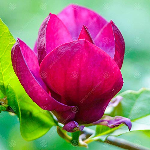Magnolie 'Genie' | Lila Tulpenmagnolie | Zierbaum | 5-6ft