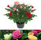 Carbeth Plants - 1 x Real Indoor Rose Plant Quattro Mix - Live Miniature Potted Rose in 10.5cm Pot - Houseplant Perfect for House Warming Present, Birthday and Thank You Gift