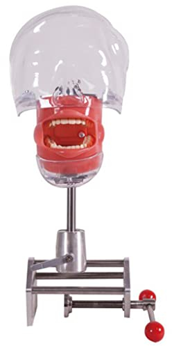 iumLeap Resin Dental Phantomkopf Modell Edelstahl Dental Simulator Phantomkopf Training mit Zähnen Modell, Zahnerziehung Manikins Phantomkopf Modell Dental Simulator