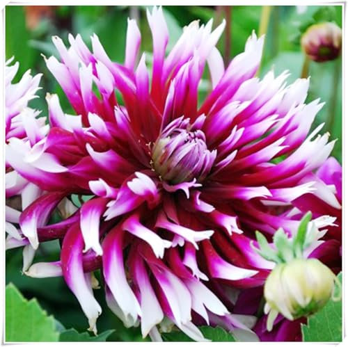 Dahlien Knollen Winterharte MehrjäHrig, Dahlien Knollen Groß, Romantische Dahlie,Dahlia Pompon, Winterhartes Pflanzen, Dahlien knollen-2 Zwiebeln-F