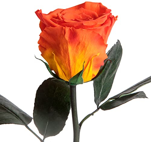ROSEMARIE SCHULZ Heidelberg Ewige Rose Orange - blühende konservierte Rose mit Rosenduft für besondere Anlässe und als besonderes Geschenk – Rosen mit Duft in Blumenbox (Orange)