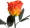ROSEMARIE SCHULZ Heidelberg Eterna rosa arancione – rosa fiorita conservata con profumo di rosa per occasioni speciali e come regalo speciale – Rose con profumo in scatola di fiori (arancione)