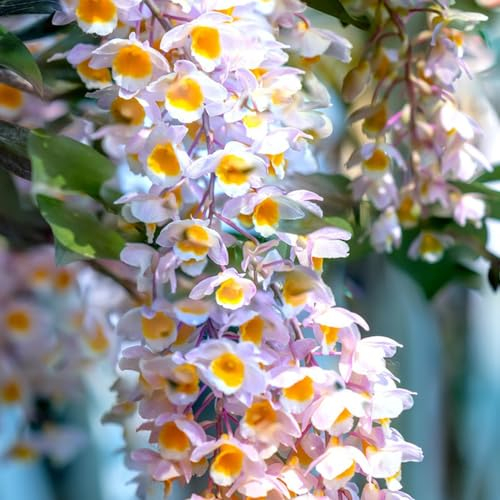 300 pcs Dendrobium nobile samen - winterfeste pflanzen für balkon orchideen orchidee pflanze, winterharte kübelpflanzen gartenblumen zimmerpflanzen wenig lichtbedarf blumensamen geschenk