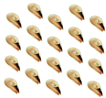 Garneck 20 STK Muscheldekor bürodeko büro Dekoration fensterdeko natürliche Wohndekoration Schneckendekor Wohnkultur klebematerial selber Machen Mode Wandaufkleber Schneckenhaus schmücken