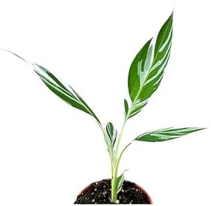 eGarden.store - Pianta vera di Banano Variegato Musa Florida Variegata - Altezza pianta: 35 cm Diametro vaso: 10 cm - Pianta tropicale rara ornamentale da coltivare all'interno ed esterno