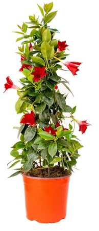 Bonplants Dipladenia, Pianta Fiorita Rampicante da Esterno, Sempreverde (Rossa, Vaso 17 cm, h 70 cm)