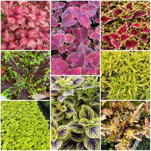 Semillas de plantas de coleus, Plantas para lugares soleados Coleus blumei, de jardinería semillas de plantas exóticas Planta de coleus en maceta Plantas para exterior 500pcs