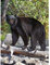 Gift Essentials 1000 Piece Puzzle, Black Bear, Jigsaw Puzzle for Adults and Kids