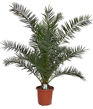 2 Stück 70-100 cm Phoenix canariensis kanarische Dattelpalme kanarische Dattelpalme kräftige Palmen keine Jungpflanzen