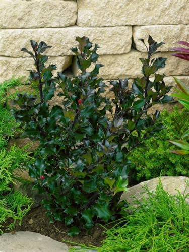 Ilex meserveae 'Heckenblau' -R- 40-50 cm - Stechpalme, immergrün, rote Beeren, ideal für Hecken, winterhart und pflegeleicht
