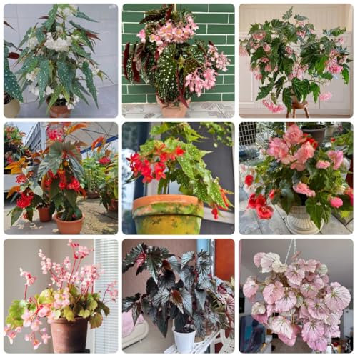 Semillas de Begonia, Begonia grandis, plantas para lugares soleados semillas de plantas de begonia, Las plantas de jardín de rocas son resistentes. semillas de flores silvestres 200pcs