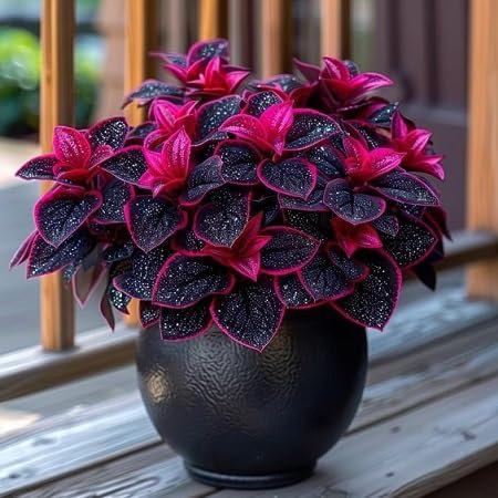 graines de plantes fittonia 80pcs noir rose