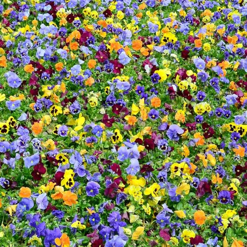 pensamientos semillas de silvestres de sombra Decoraciones otoñales un jardín resistente jardín balcón Decoración orgánica balcón oficina 160semillas