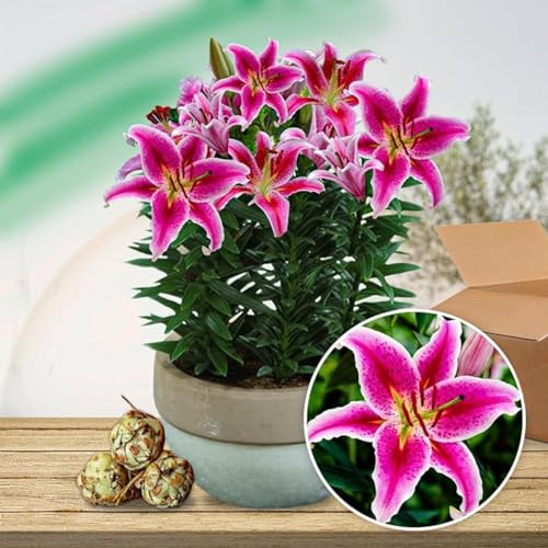 Lilium martagon zwiebeln,winterharte,lilien deko,lilien im topf,lilie riesen,lilie,lilien zwiebeln forever susan,duft lilien,lilien knollen,lilien zwiebeln winterhart mehrjährig.-8 zwiebeln-G