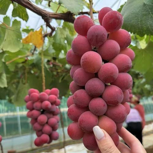 100 pz Semi d'uva biologici - Vitis vinifera - semi di frutta semi di bonsai piante artistiche per la stanza piante di uva vite - colonna frutta decorazione balcone piante esotiche