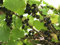 20 Semi Consort Ribes nero