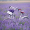 20 Servietten Fahrrad im Lavenderfeld | Lavendel | Blumen | Sommer | Tischdeko | Decoupage | Serviettentechnik 33x33cm