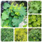 250 pcs Frauenmantel Samen Bio, bio kräutersamen stauden winterhart mehrjährig Alchemilla vulgaris, kräuterbeet für die küche pflanzensamen gartenkräuter pflanzen alte sorten kräutergarten