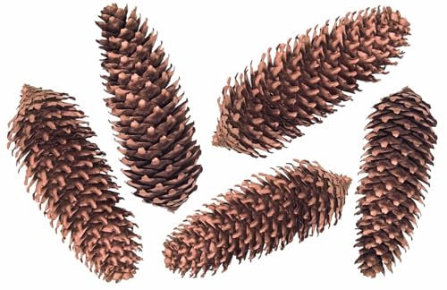 ZauberDeko Tannenzapfen Zapfen Fichtenzapfen Kupfer Basteln Weihnachten Weihnachtsdeko 5 Stück