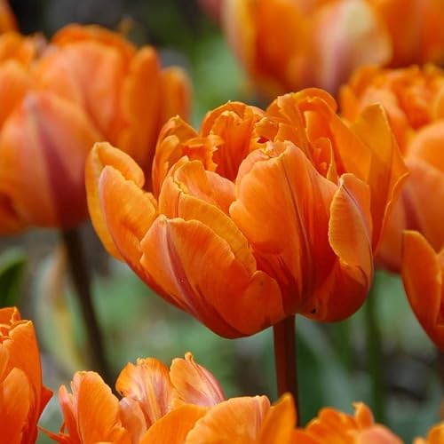 Tulpe Orange Princess | 10 Stück | Blumenzwiebel | Schnittblume | Orange | Rot | 100% Blütegarantie | QFB Gardening | Gefüllt | Spät Blühend | Tulpenzwiebeln