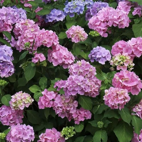 ZXZHYiYao 100 Piezas de Semillas de Flores de hortensias mezcladas, Plantas de Hojas Grandes de hortensias Mixtas en macetas, Plantas al Aire Libre en jardín