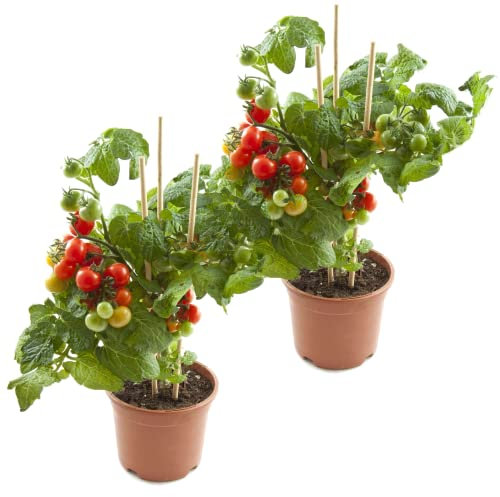 Tomateras Plantas Naturales - PACK 2 UNIDADES - Plantas para Hacer Tomates