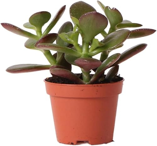 Jade Natural Planta de Fácil Cuidado Perfecta para Principiantes