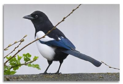 Poster mit Vogelmotiv, Elster, dekoratives Gemälde, Leinwand, Wandposter und Kunstdruck, moderne Familienschlafzimmer-Dekoration, Poster, 30 x 45 cm