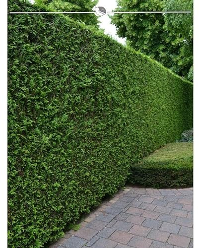 Lebensbaum Thuja Brabant 100-120 cm. 50 Koniferen. Immergrüne Heckenpflanze