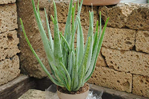 Echte Aloe Vera,medizinisch,ca. 60cm, sehr üppige Pflanzen im 17er Topf