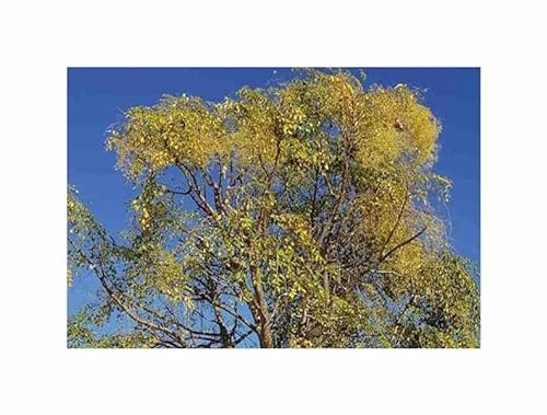 Pezzi - 2x Moringa Hildebrandtii Hildebrandts Palma Bottiglia Piante - Seme ID1686 - Seeds & Plants Shop by Ipsa