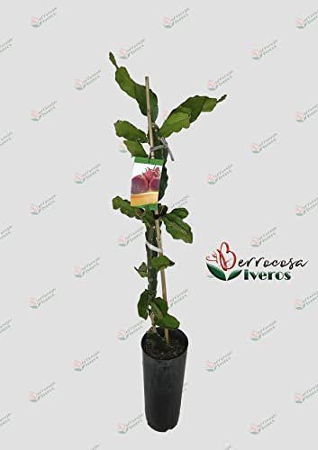 Arbol de Pitaya, Fruta del Dragón, Pitahaya Roja Viveros la Berrocosa Alt Aprox. 1,30m
