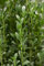 Ilex crenata 'Fastigiata' 100-125 cm - Japanische Stechpalme, säulenförmig, immergrün, ideal für Hecken und Kübel, pflegeleicht und winterhart