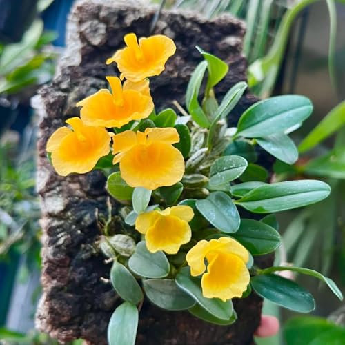 150 pcs Dendrobium Samen, Dendrobium nobile, pflanzen samen pflanzen für balkon pflanzensamen zimmerpflanzen saatgut nachhaltige geschenke alte sorten saatgut steingarten pflanzen
