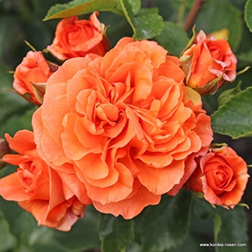 2x Rosier à fleurs groupées 'Orangerie' - Kordes Perkroos - Plant-o-fix-pot