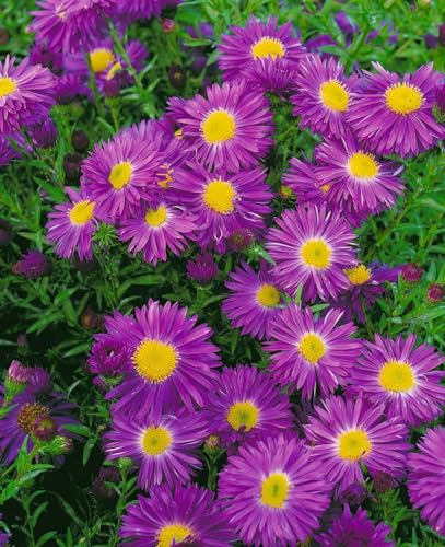 Aster novi-belgii 'Violetta' ca. 11x11 cm Topf - Glattblatt-Aster, violette Blüten, Blütezeit August-Oktober, ideal für Beete, bienenfreundlich, pflegeleicht