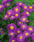 Aster novi-belgii 'Violetta' ca. 11x11 cm Topf - Glattblatt-Aster, violette Blüten, Blütezeit August-Oktober, ideal für Beete, bienenfreundlich, pflegeleicht