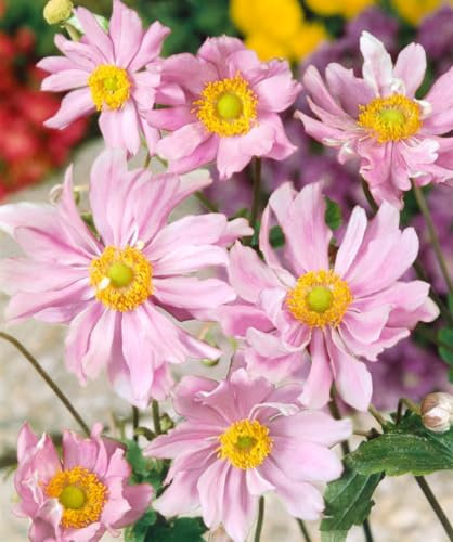 Anemone japonica 'Mont Rose' ca. 9x9 cm Topf - Herbst-Anemone, rosa Blüten, Blütezeit August-Oktober, ideal für halbschattige Beete, pflegeleicht und winterhart