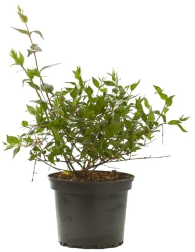 Verdecora Abelia en maceta 3L | Planta Natural de Exterior | Arbusto con Flores Aromáticas y Follaje Decorativo