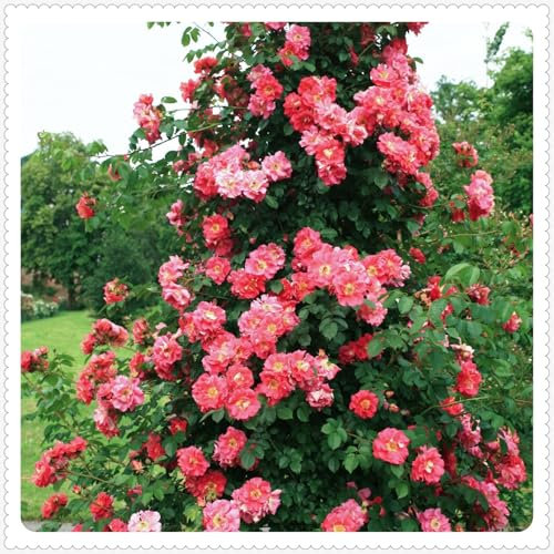 Rosen Pflanzen Rosenpflanzen In Angebot Rosen Pflanzen Winterhart Rosenpflanze Rosenzwiebel Pflanzen Winterhart MehrjäHrig