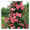 Rosen Pflanzen Rosenpflanzen In Angebot Rosen Pflanzen Winterhart Rosenpflanze Rosenzwiebel Pflanzen Winterhart MehrjäHrig