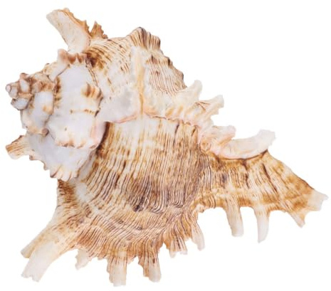 Beaupretty Aquarium Muschel Blumentopf Natürliche Schnecken Deko 12–14cm Wasserschonend Luftdurchlässig für Sukkulenten und Aquarien Zufällige Farbe
