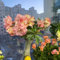 Rosa Del Desierto Planta Viva - Suculentas Naturales Raras - Decoración Natural Para Tu Hogar, Rosa Del Desierto Planta Verdecora, Plantas Aromaticas, Rosa Del Desierto Semillas - 8 Piezas