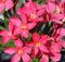 Oleandro a cespuglio Papa Gambetta - Ciclamino Nerium Oleander pianta in vaso ø18 cm Vivaio di Castelletto