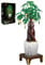 JMBricklayer Bonsai-Baum-Bausatz für Erwachsene 20008 - Geldbaum-Bauspielzeug zum DIY Projekte, Pflanzen Home Deko Set, Botanical Collection Klemmbausteine Sammel-Set – Geschenk für Frauen Männer