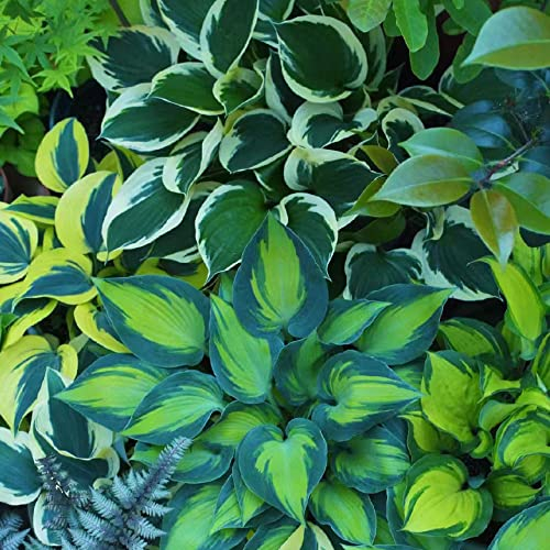 200 Stück samen hosta pflanze winterhart mix funkien - Seltene Pflanzen serie - blumensamen mischung blumen geschenk pflanzenkübel hochbeett blumenwiese mehrjährig grüne deko dekopflanzen