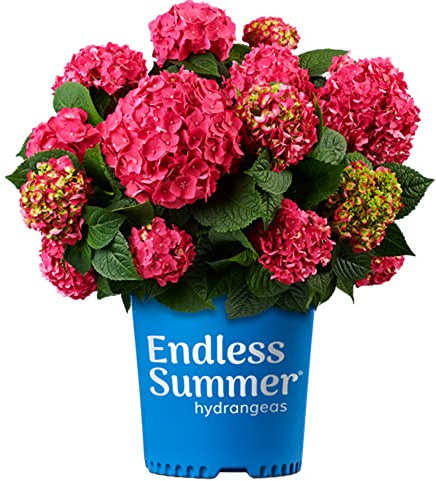 Blooming & Beautiful - Summer Crush Bigleaf Hydrangea - Endless Summer - 3 Gal - Raspberry Red to Blue Mophead Blooms - Reblooming - Hydrangea macrophylla - 3 Gallon Pot